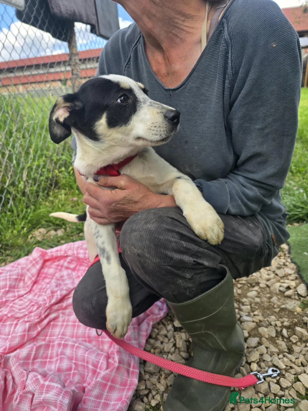 Mixed Breed dogs for adoption: MAKI  - Advert 4