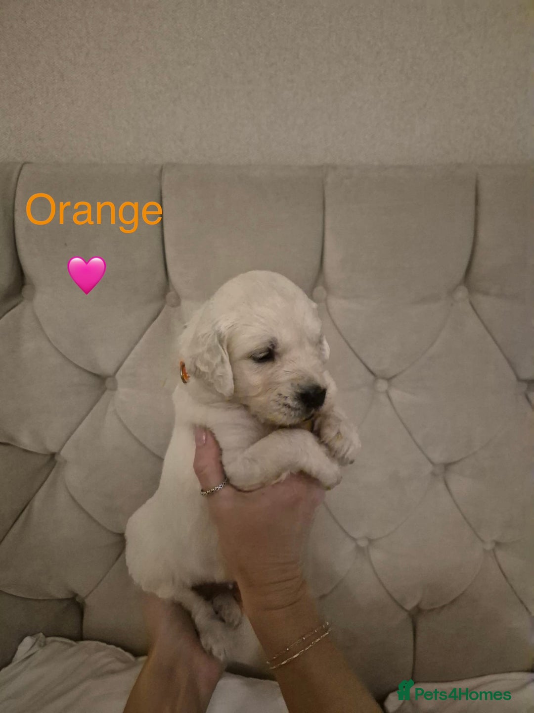 Golden Retriever dogs for sale: Golden Retriever Puppies  - Advert 2