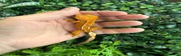 Gecko reptiles for sale: Crested Gecko - Advert 10