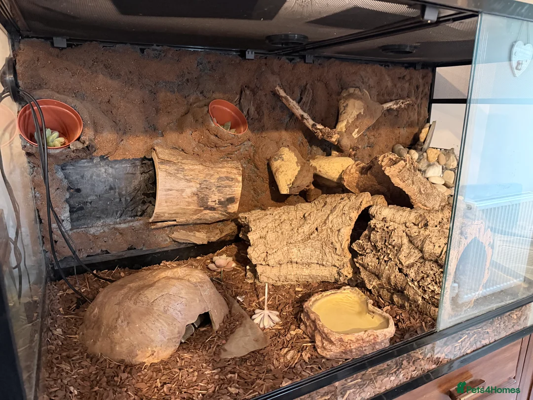 Python Snake reptiles for sale: Royal python (ball Python) - Advert 3