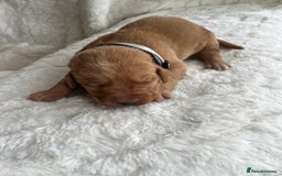 Labrador Retriever dogs for sale: KC Registered Fox Red Labrador puppies - Image 10