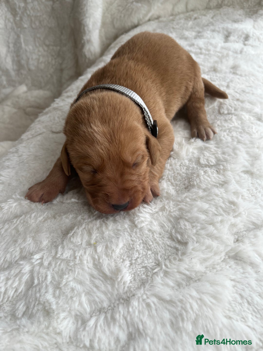 Labrador Retriever dogs for sale: KC Registered Fox Red Labrador puppies - Image 10