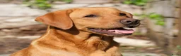 Labrador Retriever dogs for sale: Shiny Red Labrador Pups!  - Advert 4