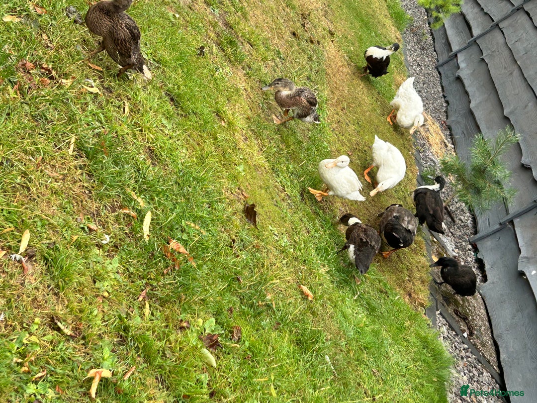 Ducks poultry for sale: Mixed ducks male and female  - Image 4
