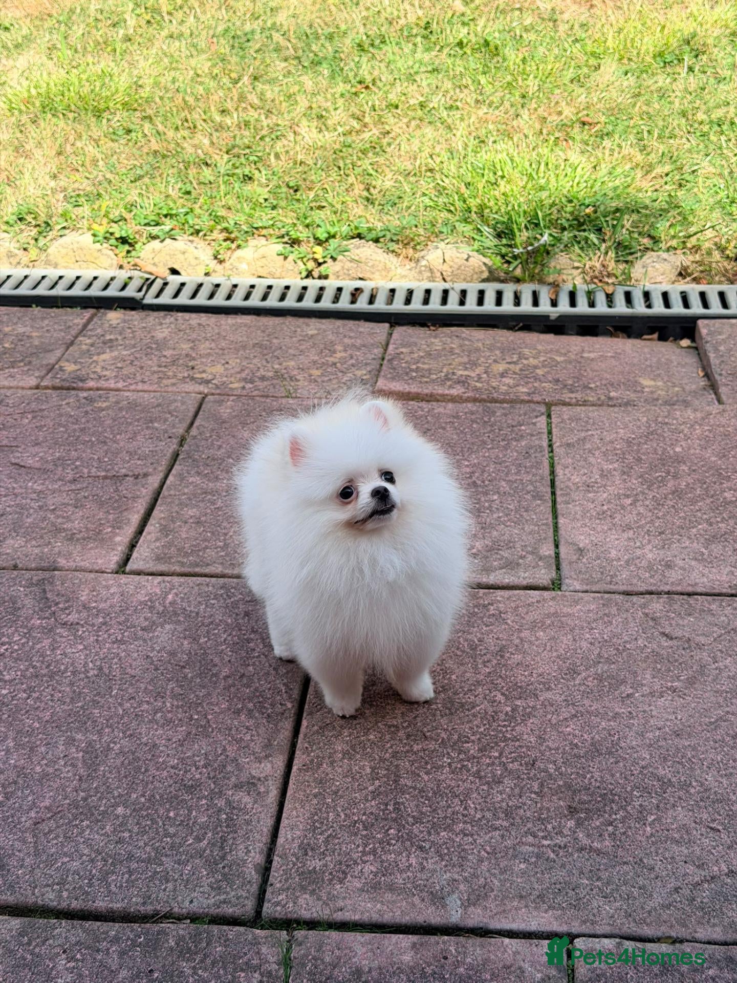 Pomeranian dogs Stunning Tiny Pomeranian Puppy Girl Available - Advert 2