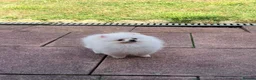 Pomeranian dogs for sale: Stunning Tiny Pomeranian Puppy Girl Available in London - Advert 7