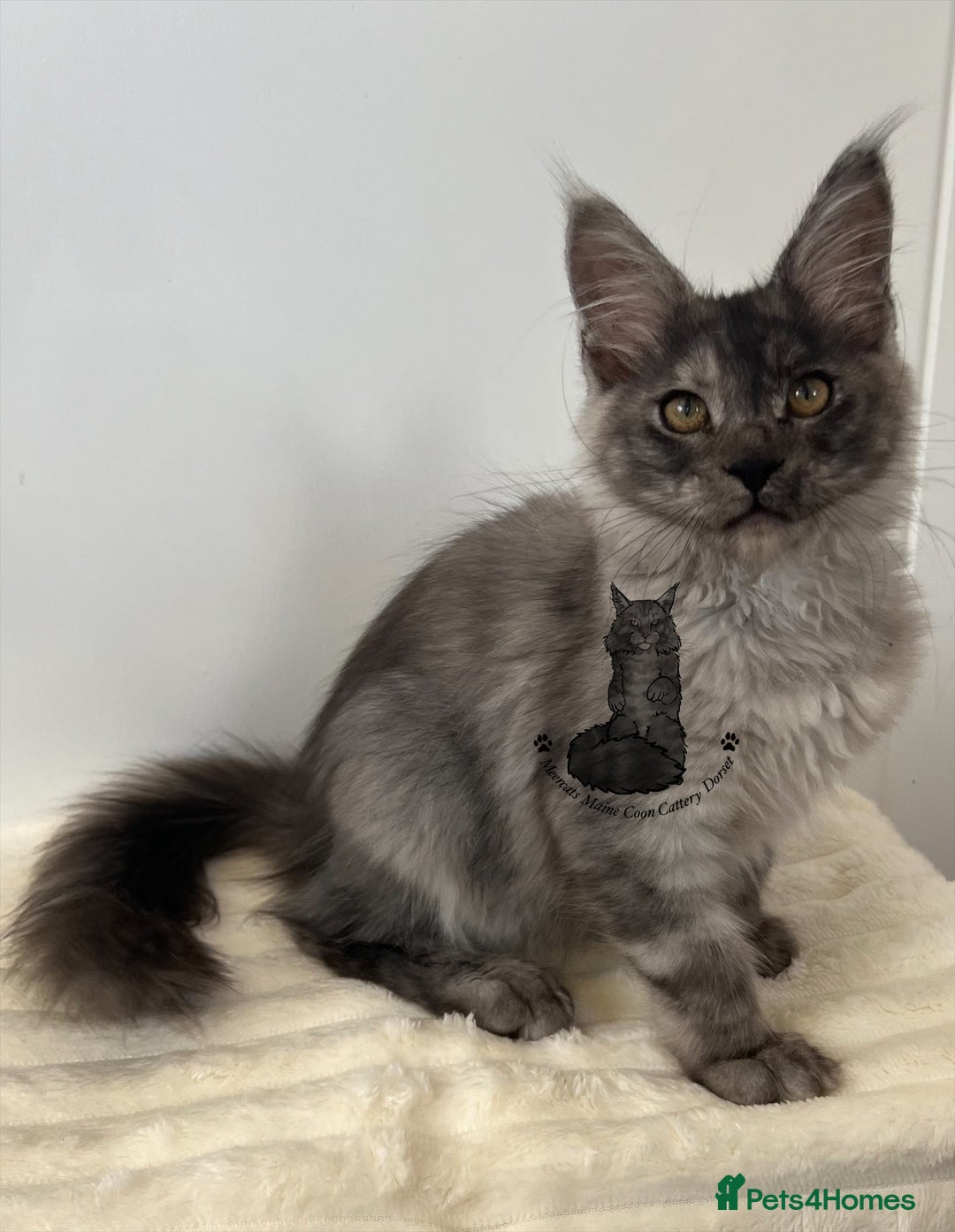 Maine Coon cats for sale: TICA female girl black smoke Maine Coon ready  - Image 3