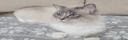Ragdoll cats for sale: Last two GCCF registered ragdolls ready now  - Advert 8