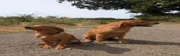 Labrador Retriever dogs for stud: PROVEN KC Fox Red Health Tested Labrador Stud Dog - Advert 15