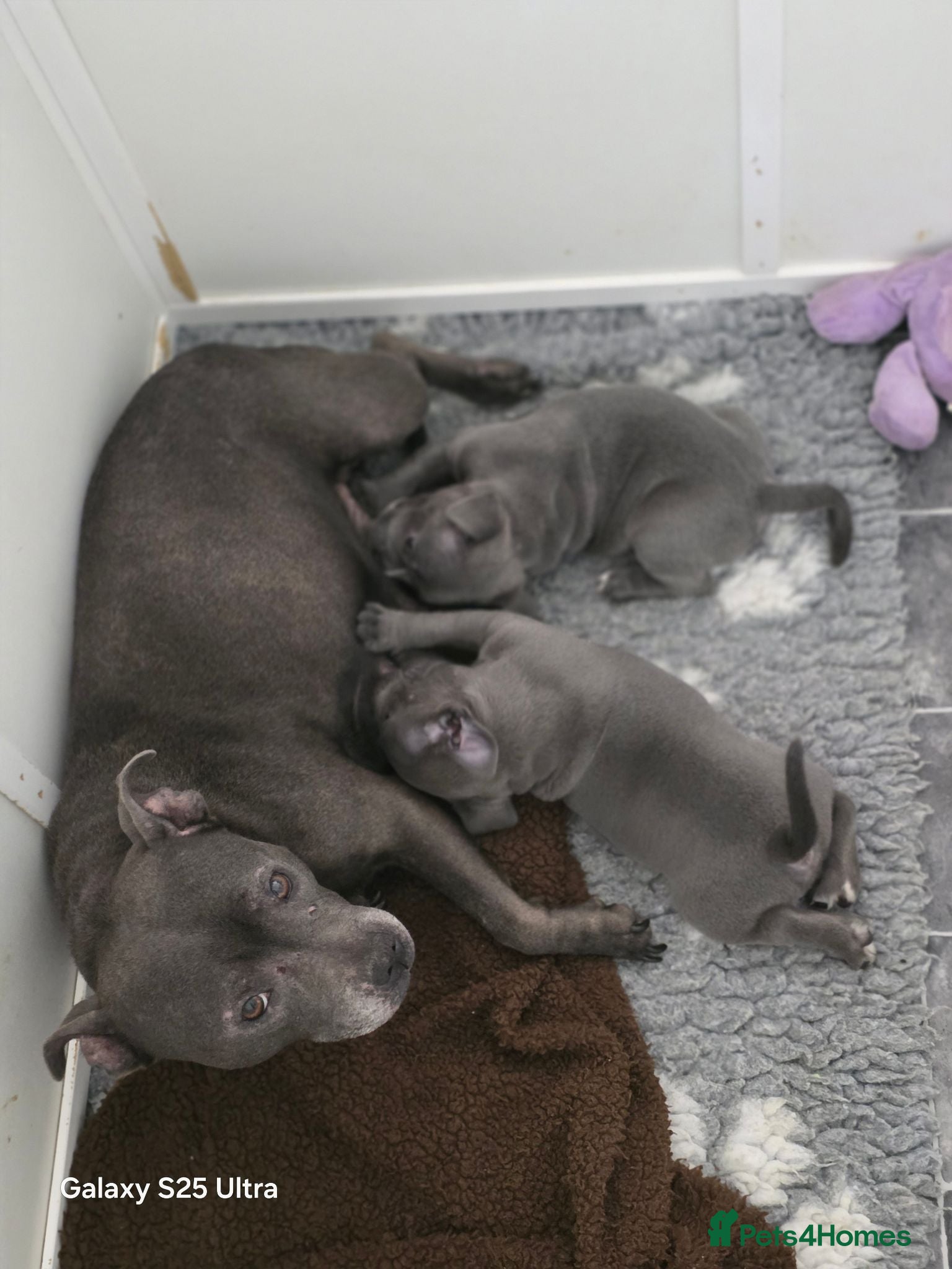 Staffordshire Bull Terrier dogs Staffordshire Bull Terrier pups - Advert 3