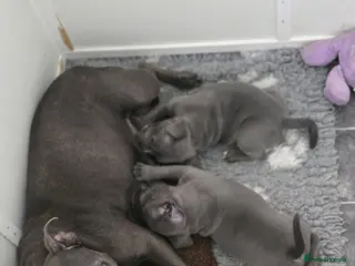 Staffordshire Bull Terrier dogs Staffordshire Bull Terrier pups - Advert 2