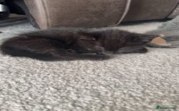 Mixed Breed cats for sale: Scar & Bella  - Image 2