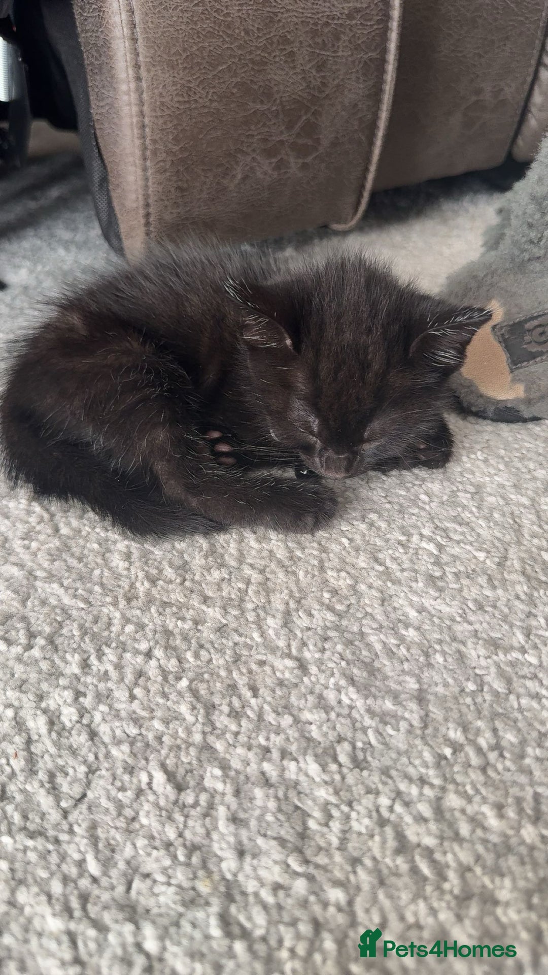 Mixed Breed cats for sale: Scar & Bella  - Image 2