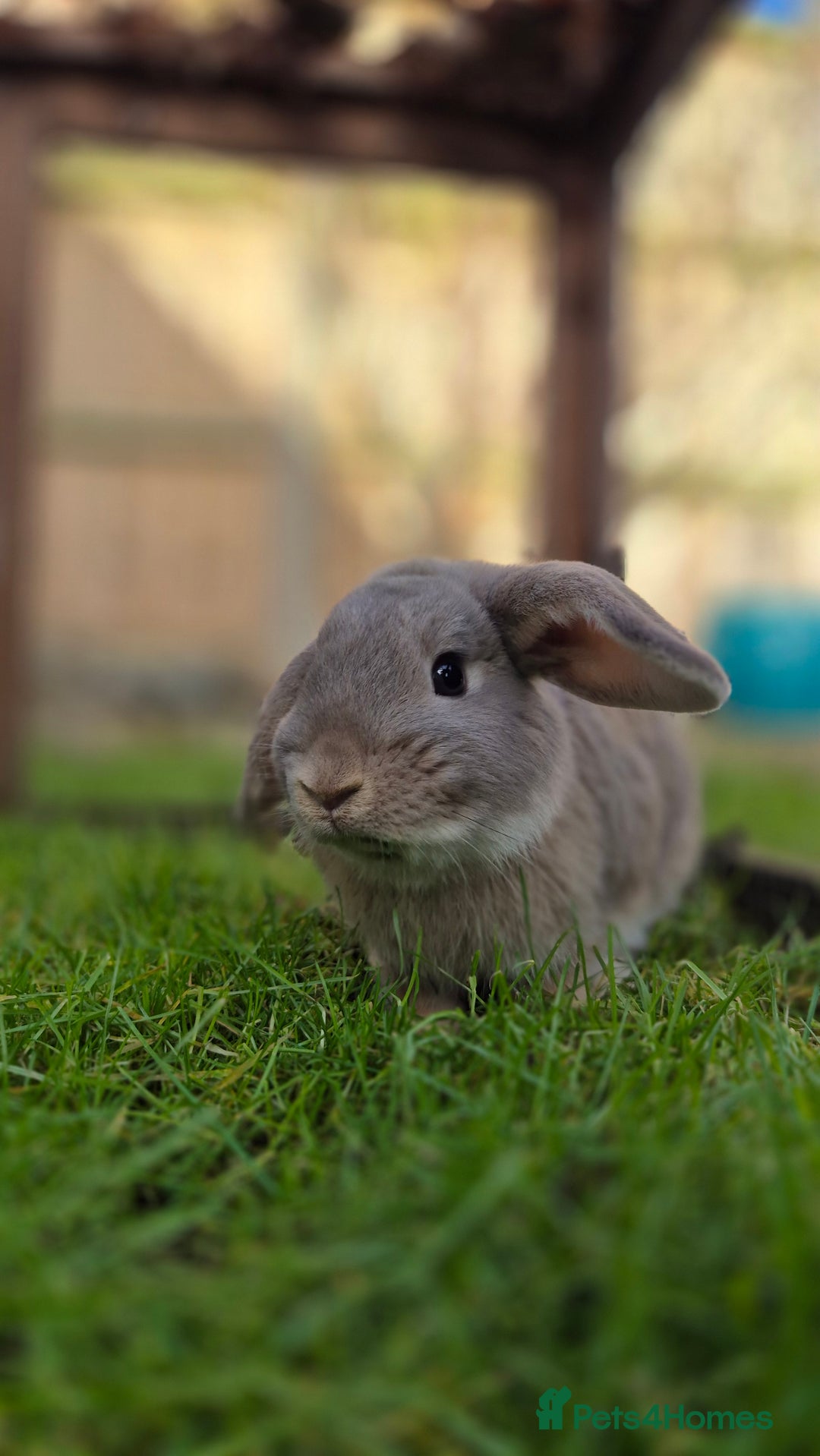 Dwarf Lop rabbits for sale: Huxley dwarf lop vaccinated,and castrated  - Advert 1