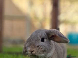 Dwarf Lop rabbits Huxley dwarf lop vaccinated,and castrated - Advert 14