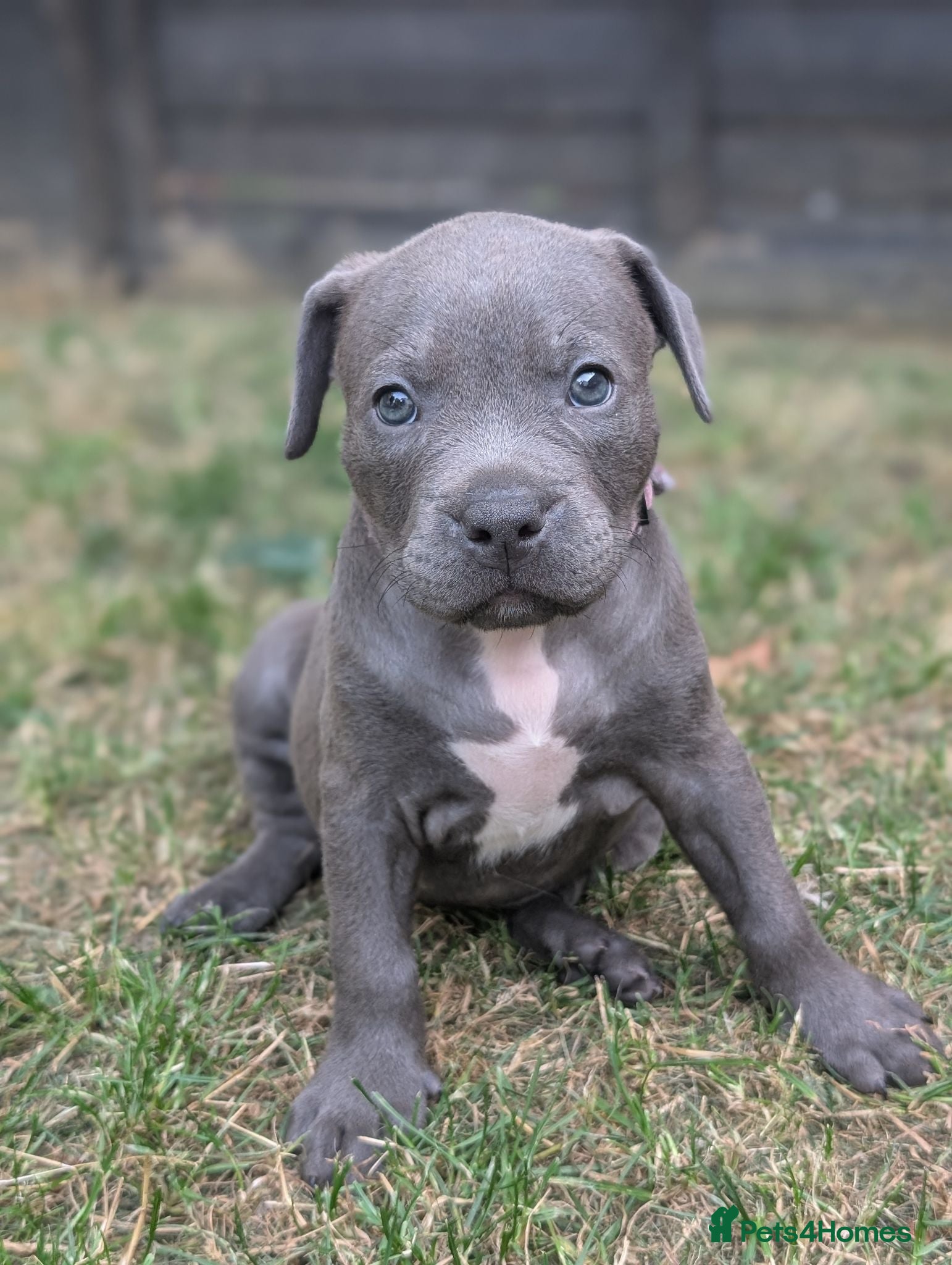 Staffordshire Bull Terrier dogs Stunning staff x puppies - Advert 9