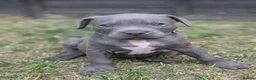 Staffordshire Bull Terrier dogs for sale: Stunning staff x puppies - Advert 5