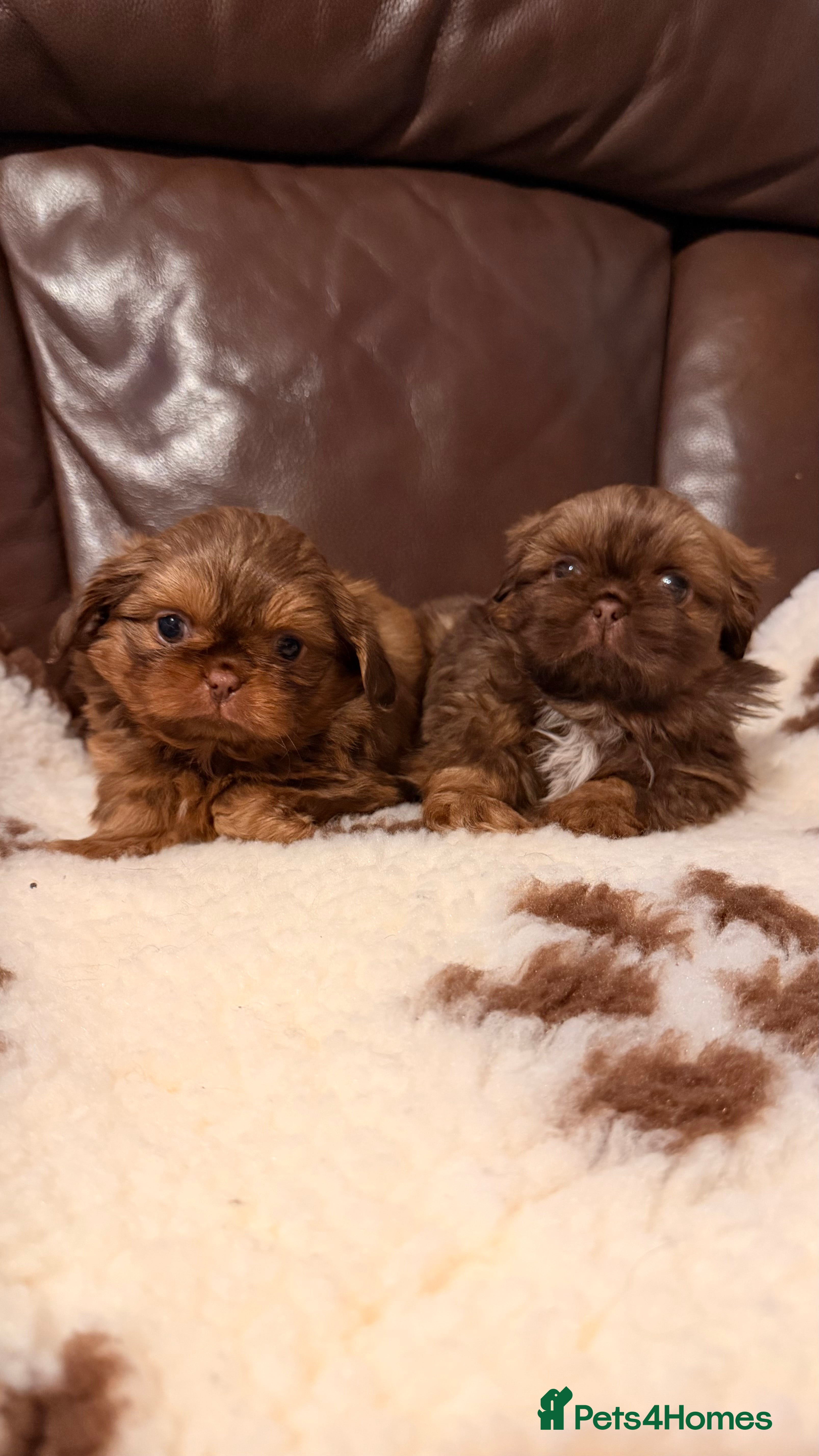 Shih Tzu dogs Chocolate imperial shihtzu puppies - Advert 2