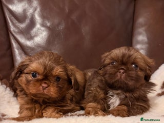 Shih Tzu dogs Chocolate imperial shihtzu puppies - Advert 6