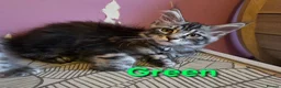 Maine Coon cats for sale: Mainecoon tica reg polydactyl kittens - Advert 11