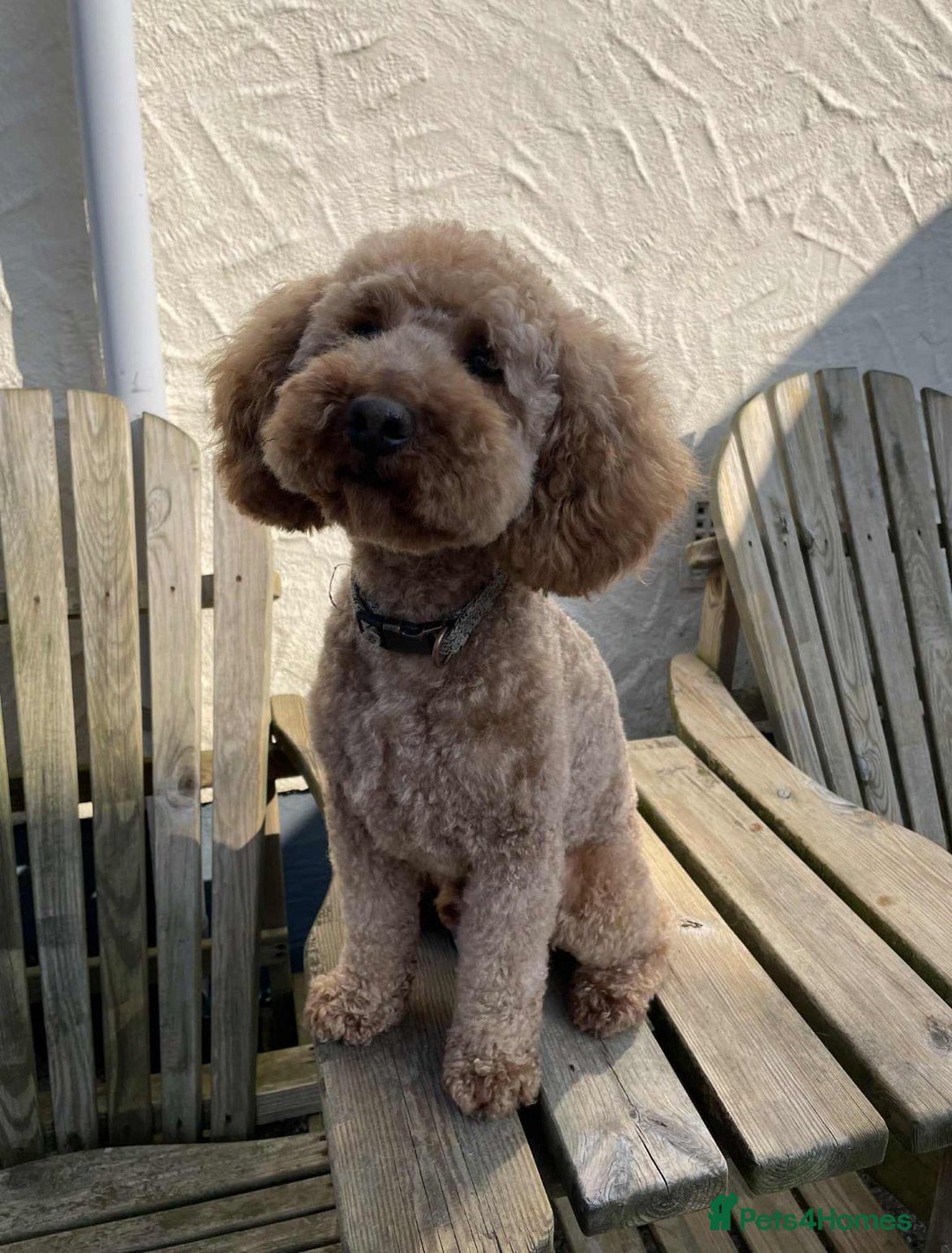 Cockapoo dogs for sale: 🐾 3 lovely Red F1 Cockapoo puppies 🐾 - Advert 9