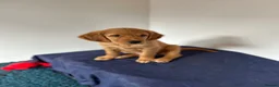 Golden Retriever dogs for sale:  Beautiful red golden retrievers 2 girls  2 boys - Advert 11