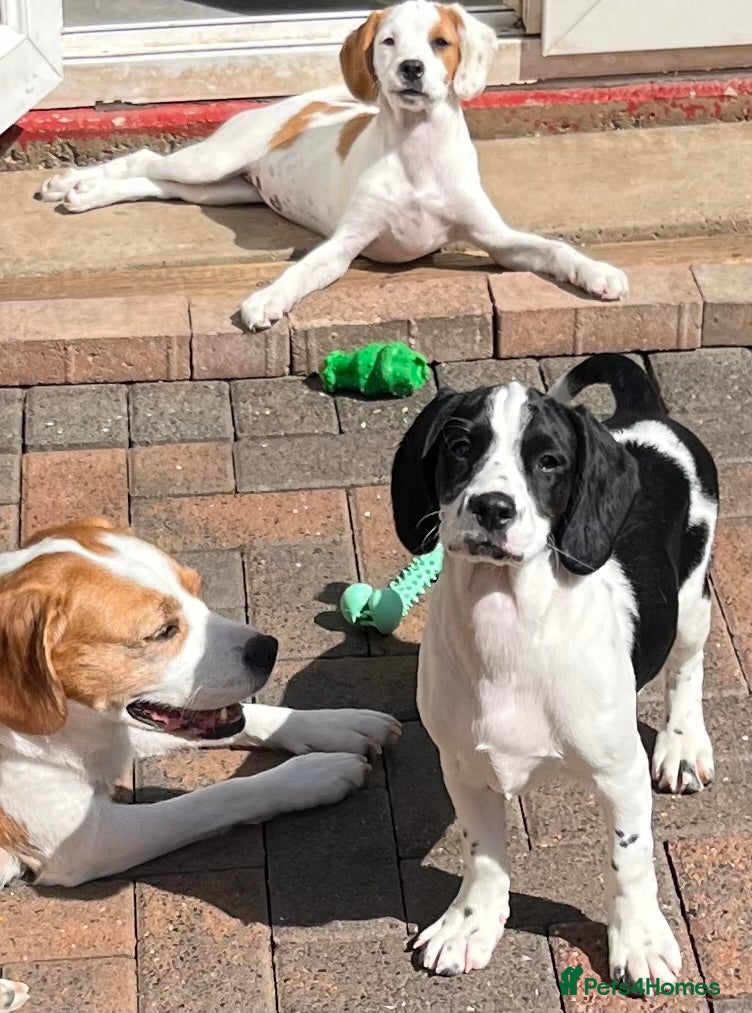 Mixed Breed dogs 👑 Rare Springlier pups- Licenced Breeder 👑 - Advert 3