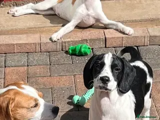 Mixed Breed dogs 👑 Rare Springlier pups- Licenced Breeder 👑 - Advert 6