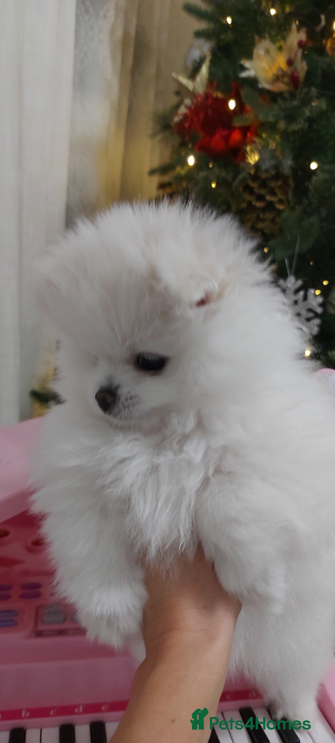Pomeranian dogs for sale: Russian baby pomeranian(only one girls left) 💕💝  - Advert 5
