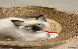 Ragdoll cats for sale: Beautiful litter of Ragdoll baby’s! 🐱🤍🐱 - Image 5