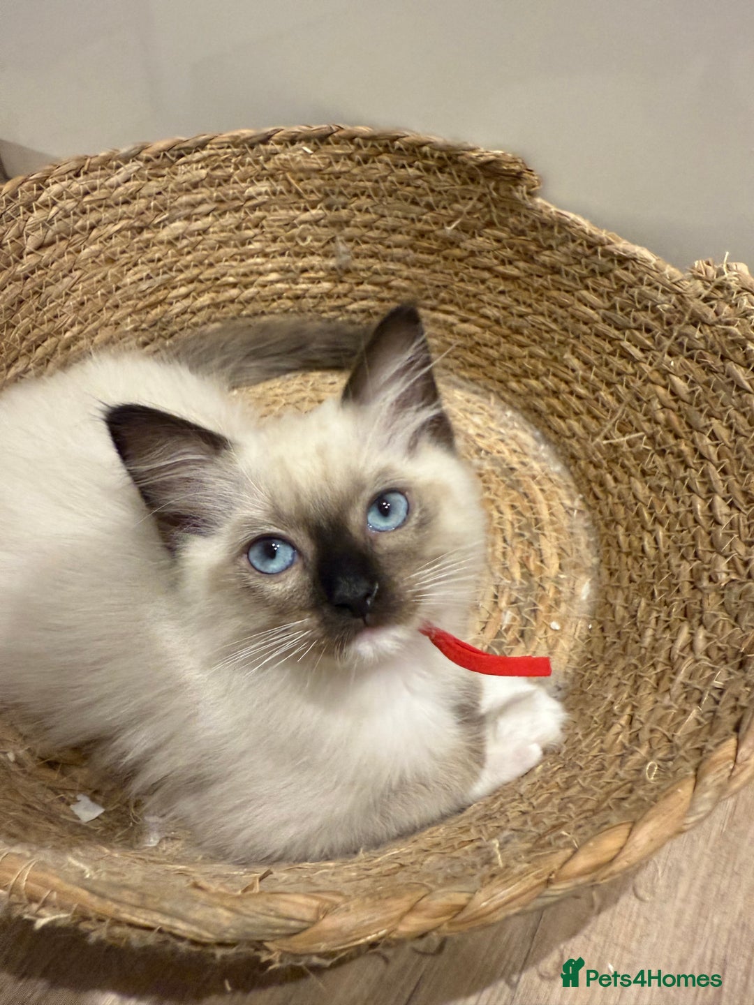 Ragdoll cats for sale: Beautiful litter of Ragdoll baby’s! 🐱🤍🐱 - Image 5
