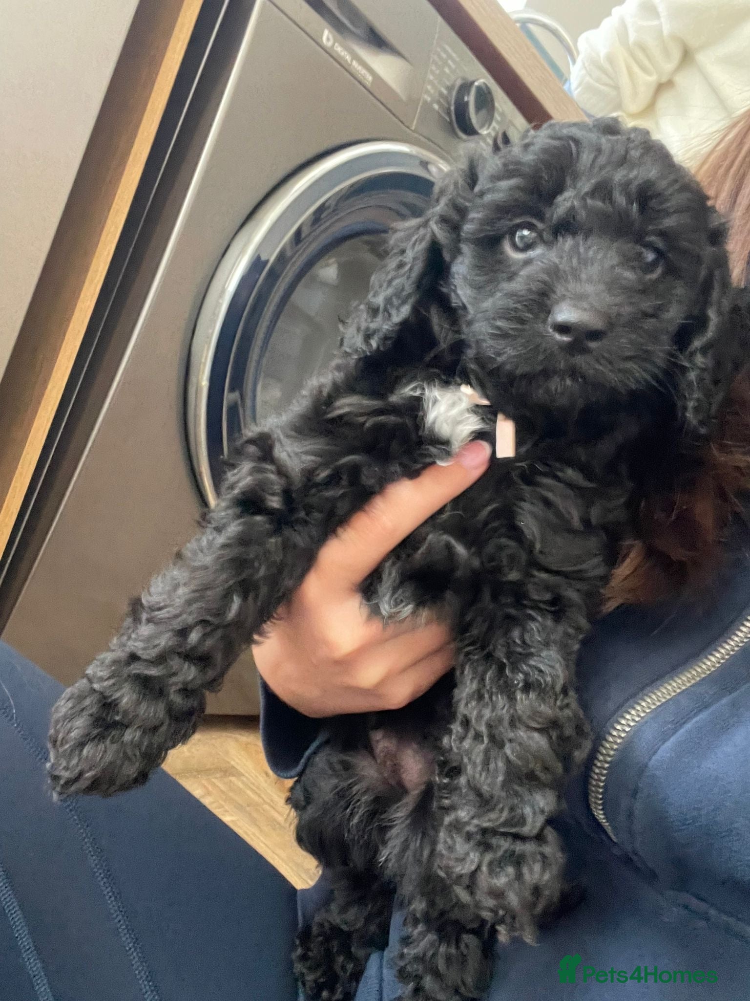 Cockapoo dogs 1 Female Gorgeous F1B Cockapoos - Advert 10