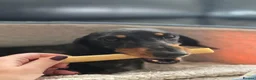 Dachshund dogs for sale: Adult Miniature Smooth Haired Dachshund - Advert 1