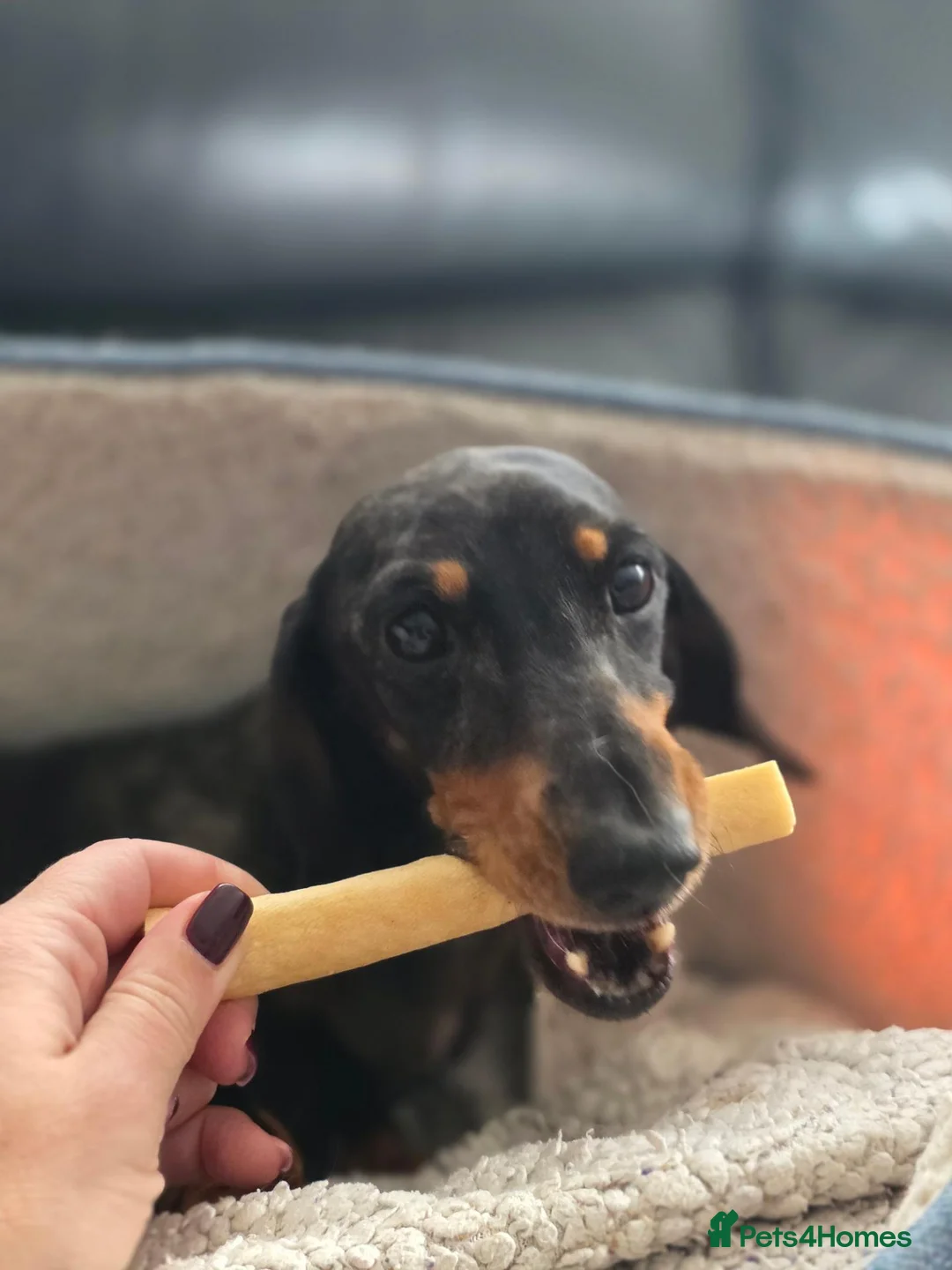 Dachshund dogs for sale: Adult Miniature Smooth Haired Dachshund - Advert 1