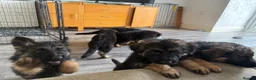 German Shepherd dogs for sale:  KC REGISTERED LONG-COAT GERMAN SHEPHERDS  - Advert 17