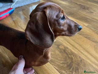 Dachshund dogs Smooth fox red daschaund - Advert 15