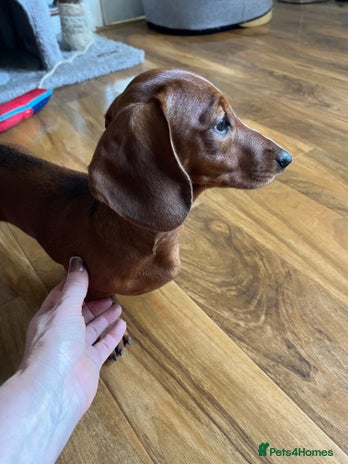 Dachshund dogs Smooth fox red daschaund - Advert 1