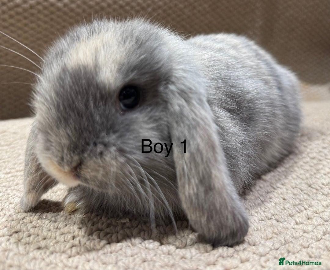 Mini Lop rabbits for sale: 🌸 Harlequin mini lops 🌸 ready to reserve  - Image 12