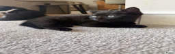 Mixed Breed cats for sale: 2 black kittens available together or separately  - Advert 2