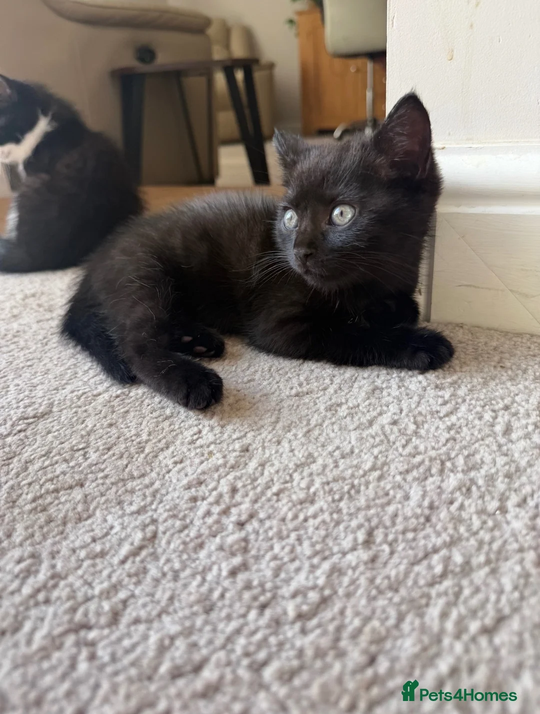 Mixed Breed cats for sale: 2 black kittens available together or separately  - Advert 2