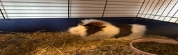 Guinea Pig rodents for sale: 2 female guinea pigs  - Advert 4