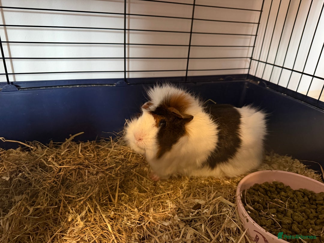 Guinea Pig rodents for sale: 2 female guinea pigs  - Advert 4
