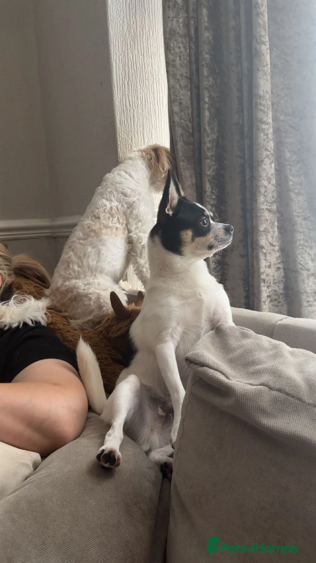 Mixed Breed dogs for sale: Adult Male Frenchpomeranian  in Grimsby - Advert 4