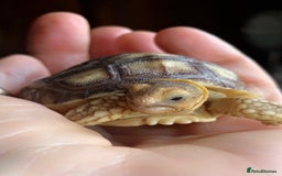 Tortoise reptiles for sale: Sulcata tortoise hatchlings  - Image 2