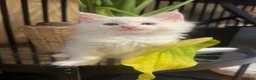 Maine Coon cats for sale: Maine coon - Advert 2