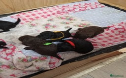 Jackapoo dogs for sale: Beautiful Jackapoos puppies - Advert 4