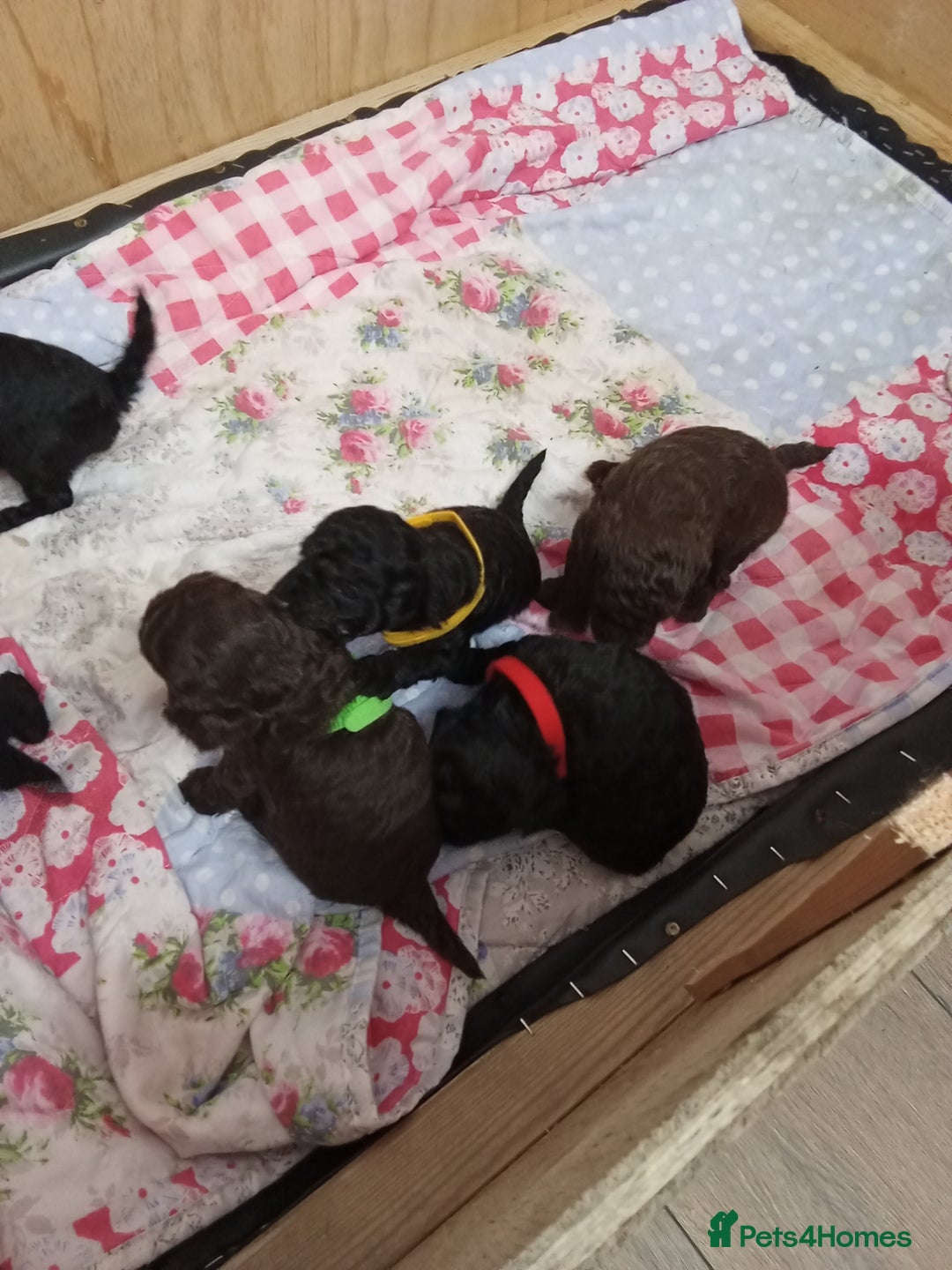 Jackapoo dogs for sale: Beautiful Jackapoos puppies - Advert 4