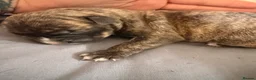 Presa Canario dogs for sale: Presa Canario pups for sale  - Advert 7