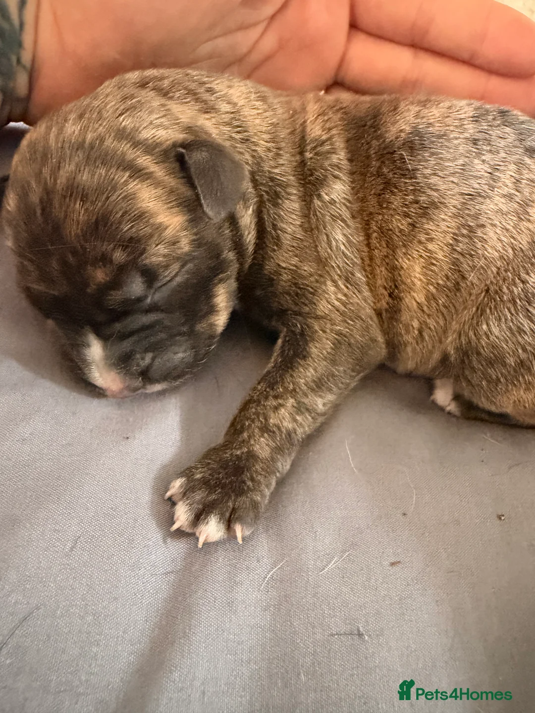 Presa Canario dogs for sale: Presa Canario pups for sale  - Advert 7