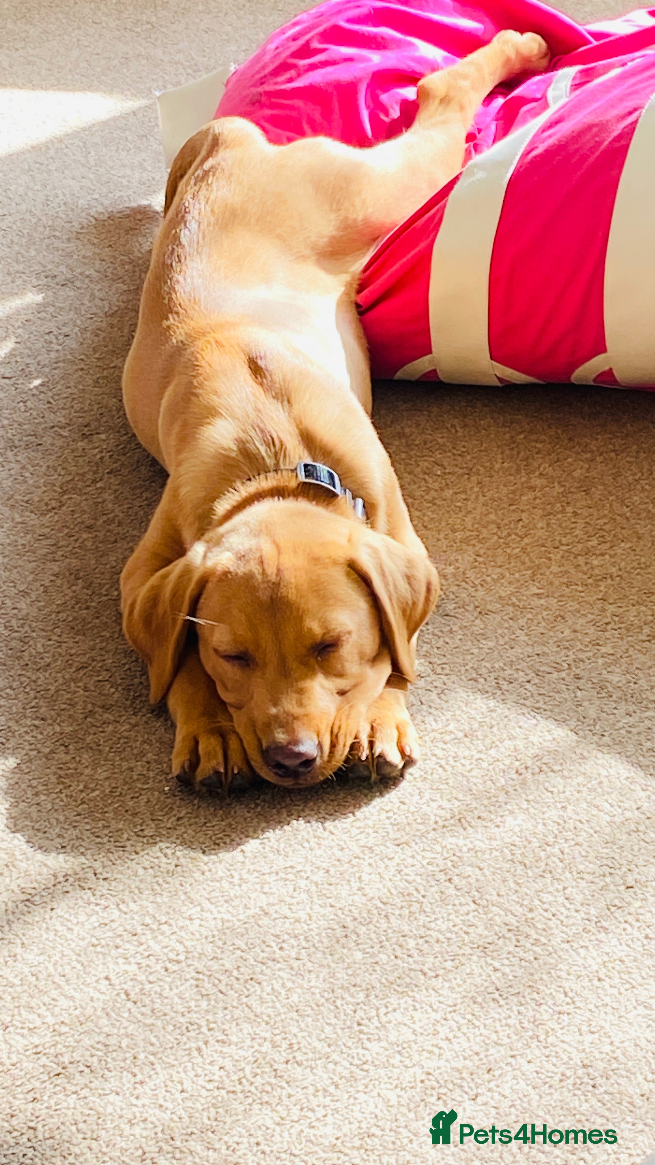 Labrador Retriever dogs Fox red Labrador puppy - Advert 17